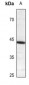 Anti-CREB (pS121) Antibody